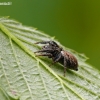 Bowed Jumper - Evarcha arcuata | Fotografijos autorius : Darius Baužys | © Macronature.eu | Macro photography web site