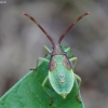 Kampuotblakė - Gonocerus acuteangulatus, nimfa | Fotografijos autorius : Romas Ferenca | © Macronature.eu | Macro photography web site