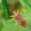 Box bug - Gonocerus acuteangulatus | Fotografijos autorius : Vidas Brazauskas | © Macronature.eu | Macro photography web site