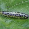 Buksmedinis ugniukas - Cydalima perspectalis, vikšras | Fotografijos autorius : Vytautas Gluoksnis | © Macronature.eu | Macro photography web site