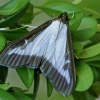 Box tree moth - Cydalima perspectalis | Fotografijos autorius : Gintautas Steiblys | © Macronature.eu | Macro photography web site