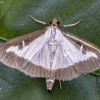 Box tree moth - Cydalima perspectalis | Fotografijos autorius : Kazimieras Martinaitis | © Macronature.eu | Macro photography web site