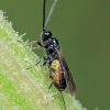 Braconid wasp - Bracon sp. | Fotografijos autorius : Gintautas Steiblys | © Macronature.eu | Macro photography web site