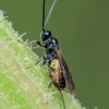 Brakonidas - Bracon sp. | Fotografijos autorius : Gintautas Steiblys | © Macronature.eu | Macro photography web site