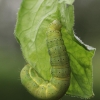 Daržinis pelėdgalvis - Lacanobia oleracea, vikšras | Fotografijos autorius : Agnė Našlėnienė | © Macronature.eu | Macro photography web site