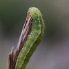 Daržinis pelėdgalvis - Lacanobia oleracea, vikšras | Fotografijos autorius : Agnė Našlėnienė | © Macronature.eu | Macro photography web site