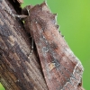 Daržinis pelėdgalvis - Lacanobia oleracea | Fotografijos autorius : Arūnas Eismantas | © Macronature.eu | Macro photography web site