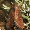 Daržinis pelėdgalvis - Lacanobia oleracea | Fotografijos autorius : Vidas Brazauskas | © Macronature.eu | Macro photography web site