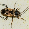 Bright-spotted groundbug | Rhyparochromus vulgaris | Fotografijos autorius : Darius Baužys | © Macronature.eu | Macro photography web site