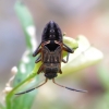 Bright-spotted groundbug - Rhyparochromus vulgaris, nympha | Fotografijos autorius : Romas Ferenca | © Macronature.eu | Macro photography web site