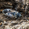 Bright-spotted groundbug - Rhyparochromus vulgaris | Fotografijos autorius : Kazimieras Martinaitis | © Macronature.eu | Macro photography web site