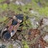 Bright-spotted groundbug - Rhyparochromus vulgaris | Fotografijos autorius : Gintautas Steiblys | © Macronature.eu | Macro photography web site