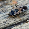 Bright-spotted groundbug - Rhyparochromus vulgaris | Fotografijos autorius : Romas Ferenca | © Macronature.eu | Macro photography web site