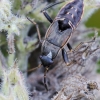 Ryškiosios dirvablakės nimfa | Rhyparochromus vulgaris | Fotografijos autorius : Darius Baužys | © Macrogamta.lt | Šis tinklapis priklauso bendruomenei kuri domisi makro fotografija ir fotografuoja gyvąjį makro pasaulį.