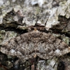 Brindled White-spot - Parectropis similaria | Fotografijos autorius : Arūnas Eismantas | © Macronature.eu | Macro photography web site