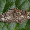 Brindled White-spot - Parectropis similaria | Fotografijos autorius : Žilvinas Pūtys | © Macronature.eu | Macro photography web site