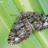 Brindled White-spot - Parectropis similaria | Fotografijos autorius : Arūnas Eismantas | © Macronature.eu | Macro photography web site