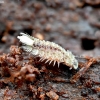 Bristly Millipede - Polyxenus lagurus | Fotografijos autorius : Kazimieras Martinaitis | © Macronature.eu | Macro photography web site