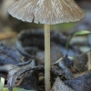 Trapiabudė - Psathyrella sp. | Fotografijos autorius : Gintautas Steiblys | © Macronature.eu | Macro photography web site