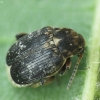 Broad bean weevil - Bruchus rufimanus | Fotografijos autorius : Vidas Brazauskas | © Macronature.eu | Macro photography web site