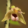 Broad-leaved helleborine - Epipactis helleborine | Fotografijos autorius : Ramunė Vakarė | © Macronature.eu | Macro photography web site