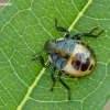 Bronzinė skydblakė - Troilus luridus, nimfa | Fotografijos autorius : Darius Baužys | © Macronature.eu | Macro photography web site