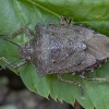 Bronze shieldbug - Troilus luridus | Fotografijos autorius : Žilvinas Pūtys | © Macronature.eu | Macro photography web site