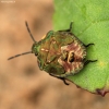 Bronze shieldbug, nymph - Troilus luridus | Fotografijos autorius : Ramunė Vakarė | © Macronature.eu | Macro photography web site