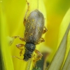 Brown Leaf Weevil - Phyllobius oblongus | Fotografijos autorius : Vidas Brazauskas | © Macronature.eu | Macro photography web site