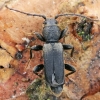 Pušinis luobatašis - Tetropium fuscum ♂ | Fotografijos autorius : Gintautas Steiblys | © Macronature.eu | Macro photography web site