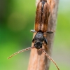 Pušinis luobatašis - Tetropium fuscum  | Fotografijos autorius : Oskaras Venckus | © Macronature.eu | Macro photography web site