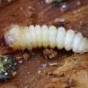 Brown Spruce Longhorn Beetle - Tetropium fuscum, larva | Fotografijos autorius : Romas Ferenca | © Macronature.eu | Macro photography web site