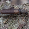 Brown Spruce Longhorn Beetle - Tetropium fuscum | Fotografijos autorius : Žilvinas Pūtys | © Macronature.eu | Macro photography web site