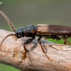 Pušinis luobatašis - Tetropium fuscum | Fotografijos autorius : Oskaras Venckus | © Macronature.eu | Macro photography web site