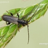 Pušinis luobatašis - Tetropium fuscum | Fotografijos autorius : Darius Baužys | © Macronature.eu | Macro photography web site