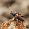 Brown Spruce Longhorn Beetle - Tetropium fuscum | Fotografijos autorius : Vytautas Tamutis | © Macronature.eu | Macro photography web site
