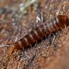 Brown carpet beetle - Attagenus smirnovi, larvae | Fotografijos autorius : Kazimieras Martinaitis | © Macronature.eu | Macro photography web site