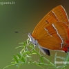 Beržinis zefyras - Thecla betulae | Fotografijos autorius : Darius Baužys | © Macronature.eu | Macro photography web site