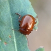 Brown leaf beetle – Chrysolina staphylaea | Fotografijos autorius : Kazimieras Martinaitis | © Macronature.eu | Macro photography web site
