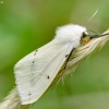 Gelsvoji meškutė - Spilosoma lutea  | Fotografijos autorius : Vidas Brazauskas | © Macronature.eu | Macro photography web site