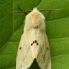 Buff Ermine - Spilosoma lutea | Fotografijos autorius : Vidas Brazauskas | © Macronature.eu | Macro photography web site