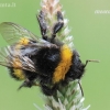 Buff-tailed bumblebee - Bombus terrestris | Fotografijos autorius : Arūnas Eismantas | © Macronature.eu | Macro photography web site