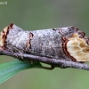 Buff-tip (Phalera bucephala) | Fotografijos autorius : Žydrūnas Daunoravičius | © Macronature.eu | Macro photography web site