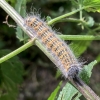 Buff-tip | Phalera bucephala | caterpillar | Fotografijos autorius : Darius Baužys | © Macronature.eu | Macro photography web site