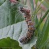 Buff-tip - Phalera bucephala, caterpillar | Fotografijos autorius : Vytautas Gluoksnis | © Macronature.eu | Macro photography web site