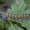 Buff-tip - Phalera bucephala, caterpillar | Fotografijos autorius : Žilvinas Pūtys | © Macronature.eu | Macro photography web site