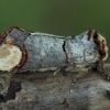 Buff-tip - Phalera bucephala | Fotografijos autorius : Žilvinas Pūtys | © Macronature.eu | Macro photography web site