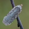 Builinis agonopteriksas - Agonopterix heracliana | Fotografijos autorius : Gintautas Steiblys | © Macrogamta.lt | Šis tinklapis priklauso bendruomenei kuri domisi makro fotografija ir fotografuoja gyvąjį makro pasaulį.