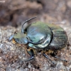 Bull-headed dung beetle - Onthophagus taurus ♂ | Fotografijos autorius : Romas Ferenca | © Macronature.eu | Macro photography web site
