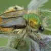 Bumblebee scarab  beetle - Eulasia diadema | Fotografijos autorius : Gintautas Steiblys | © Macronature.eu | Macro photography web site